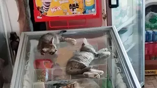 유튜브 악질광고 역겹네